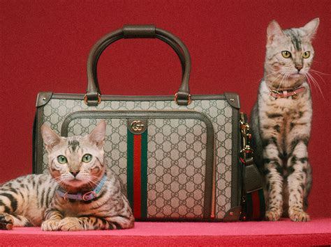 gucci diaper bag cats|gucci dog collars and leashes.